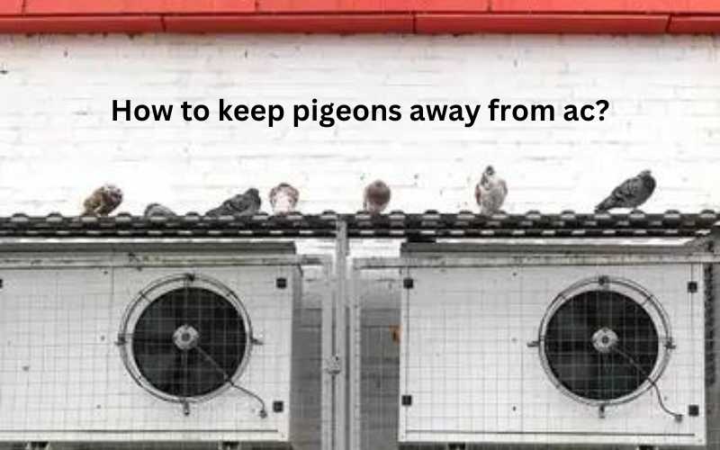 How to keep pigeons away from ac