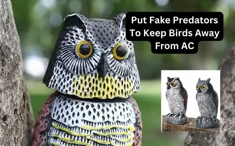 Put Fake Predators To Keep Birds Away From AC
