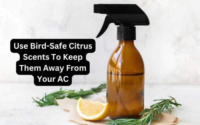 Use Bird-Safe Citrus Scents To Keep Them Away From AC