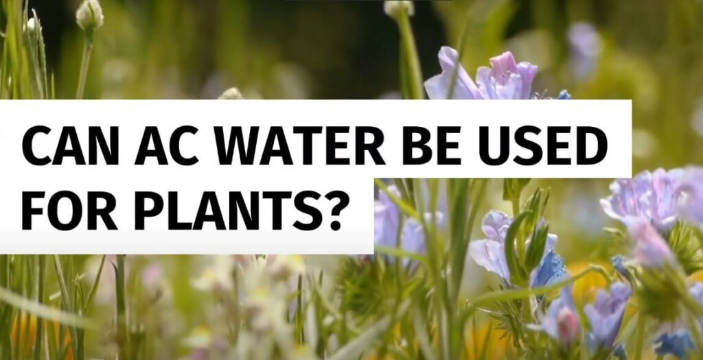 Can AC Water Kill Plants