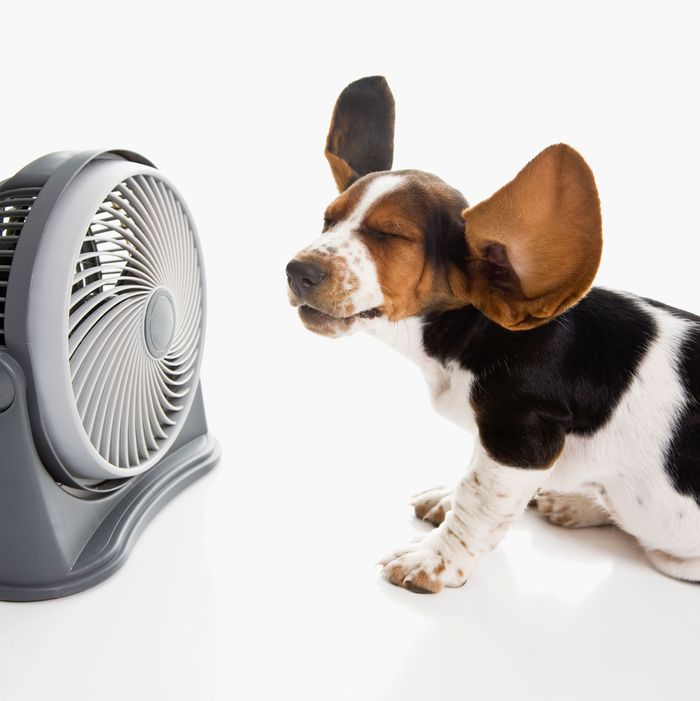 why-do-dogs-not-like-air-conditioning-smart-ac-solutions