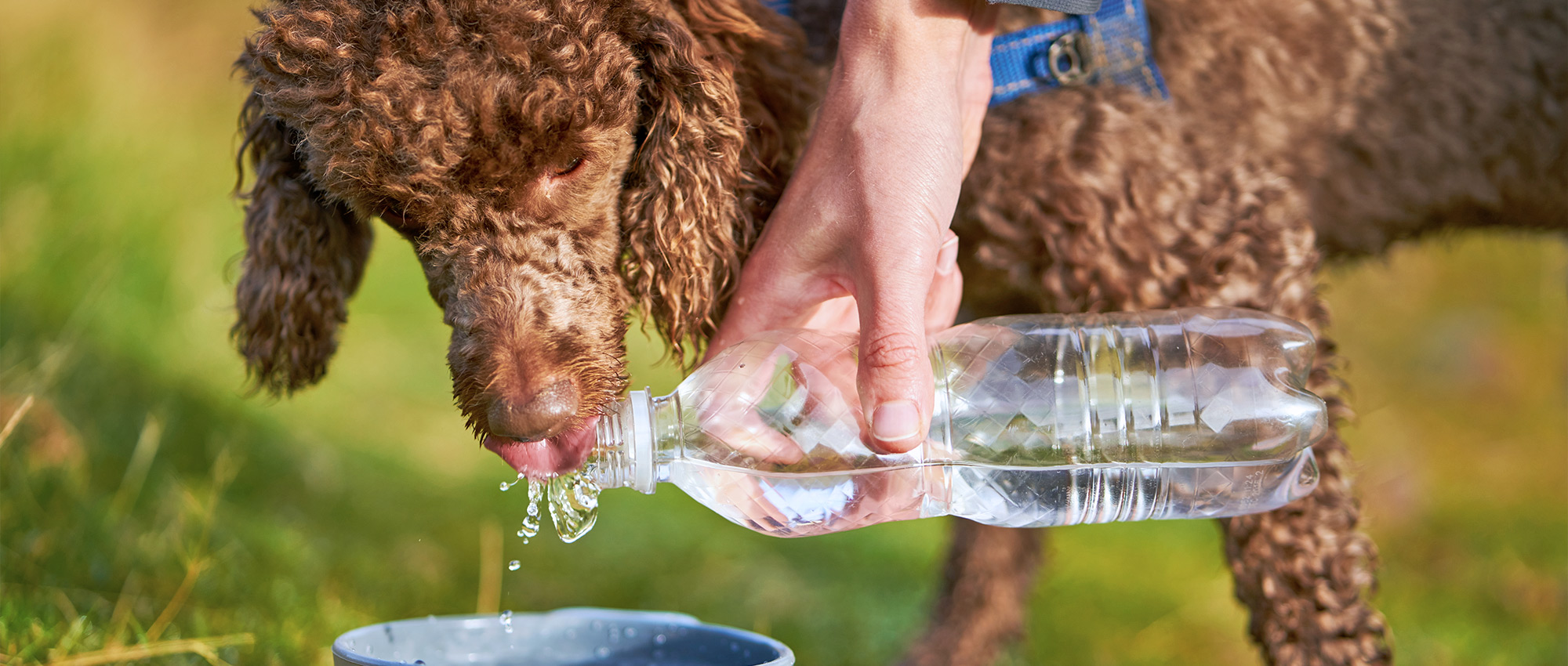 can tap water make dogs sick