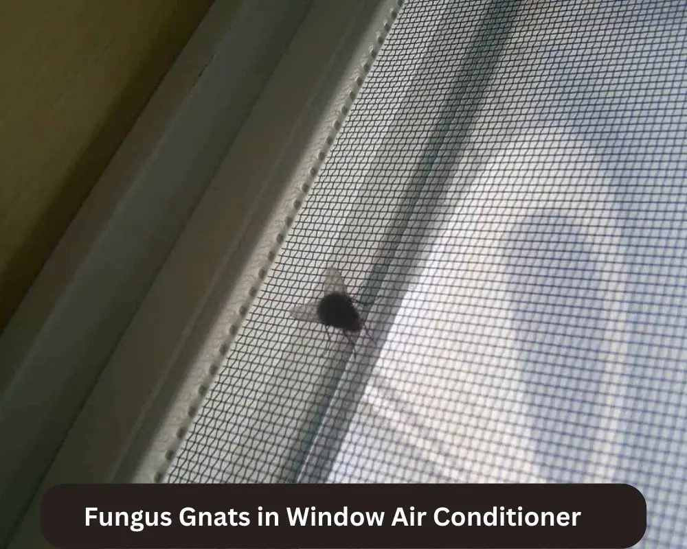 Fungus Gnats in Window Air Conditioner
