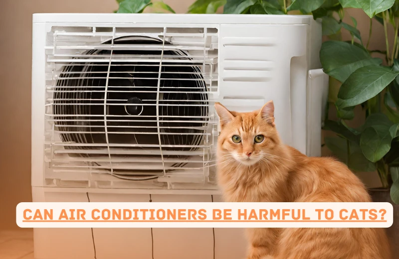 Can air conditioners be harmful to cats