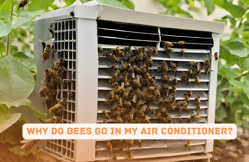 Why Do Bees Go in My Air Conditioner